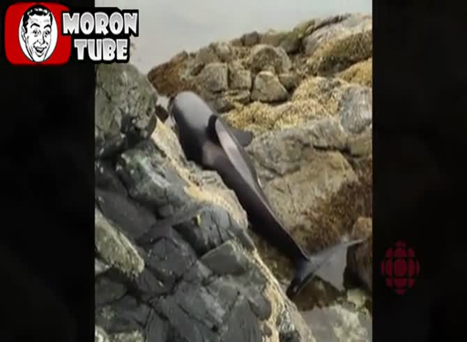 Video :An orca is saved at the last minute